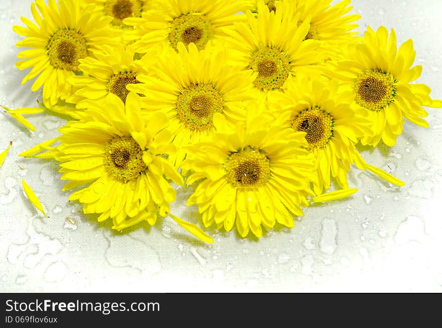 Yellow Chrysanthemum