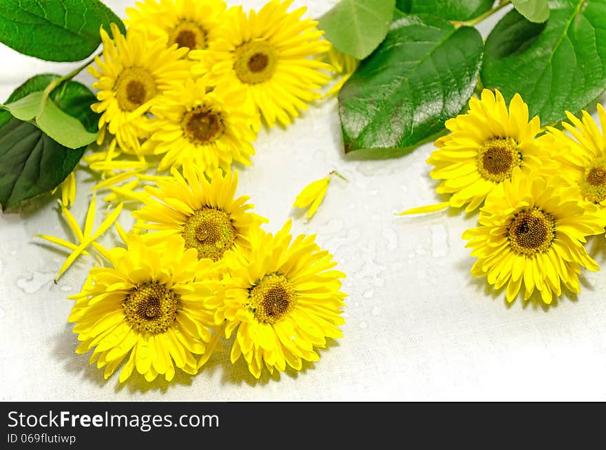 Yellow Chrysanthemum