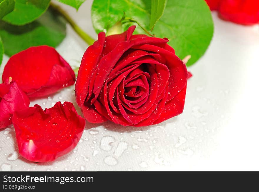 Red roses on a white background