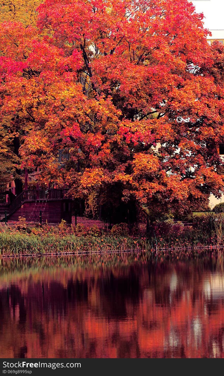 Red autumn tree near the lake