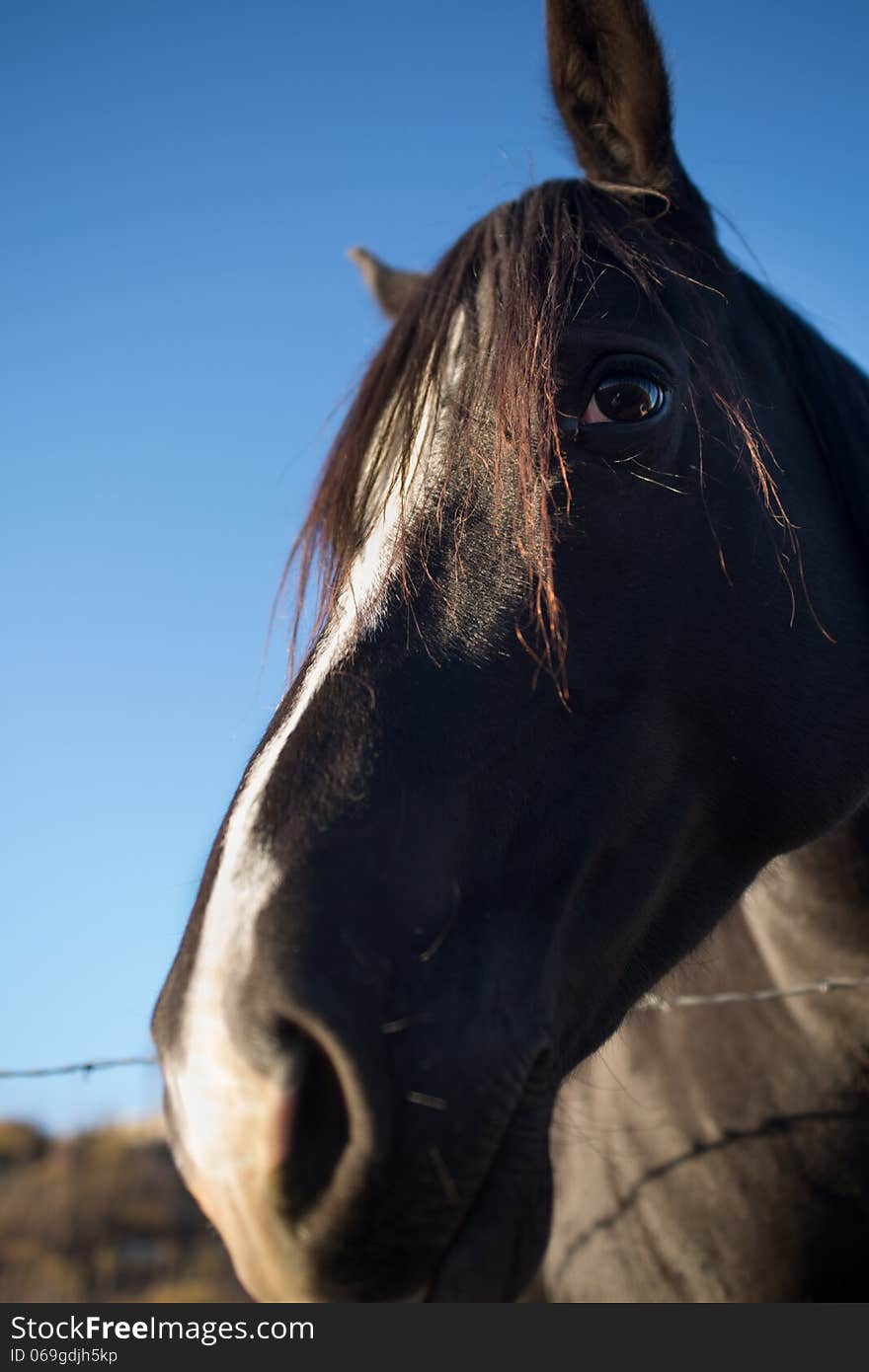 Portrait of a closeup quarter horse leaning over a fence in front of deep blue sky background. Portrait of a closeup quarter horse leaning over a fence in front of deep blue sky background.