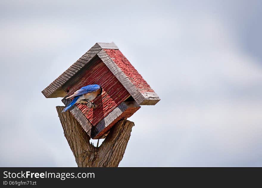 A bluebird sticks his head inside a bird house. A bluebird sticks his head inside a bird house.