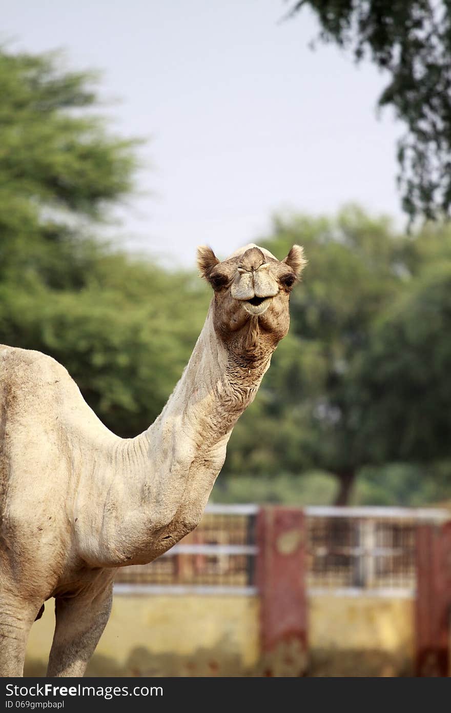 Camel farm near Bikaner. Camel farm near Bikaner.