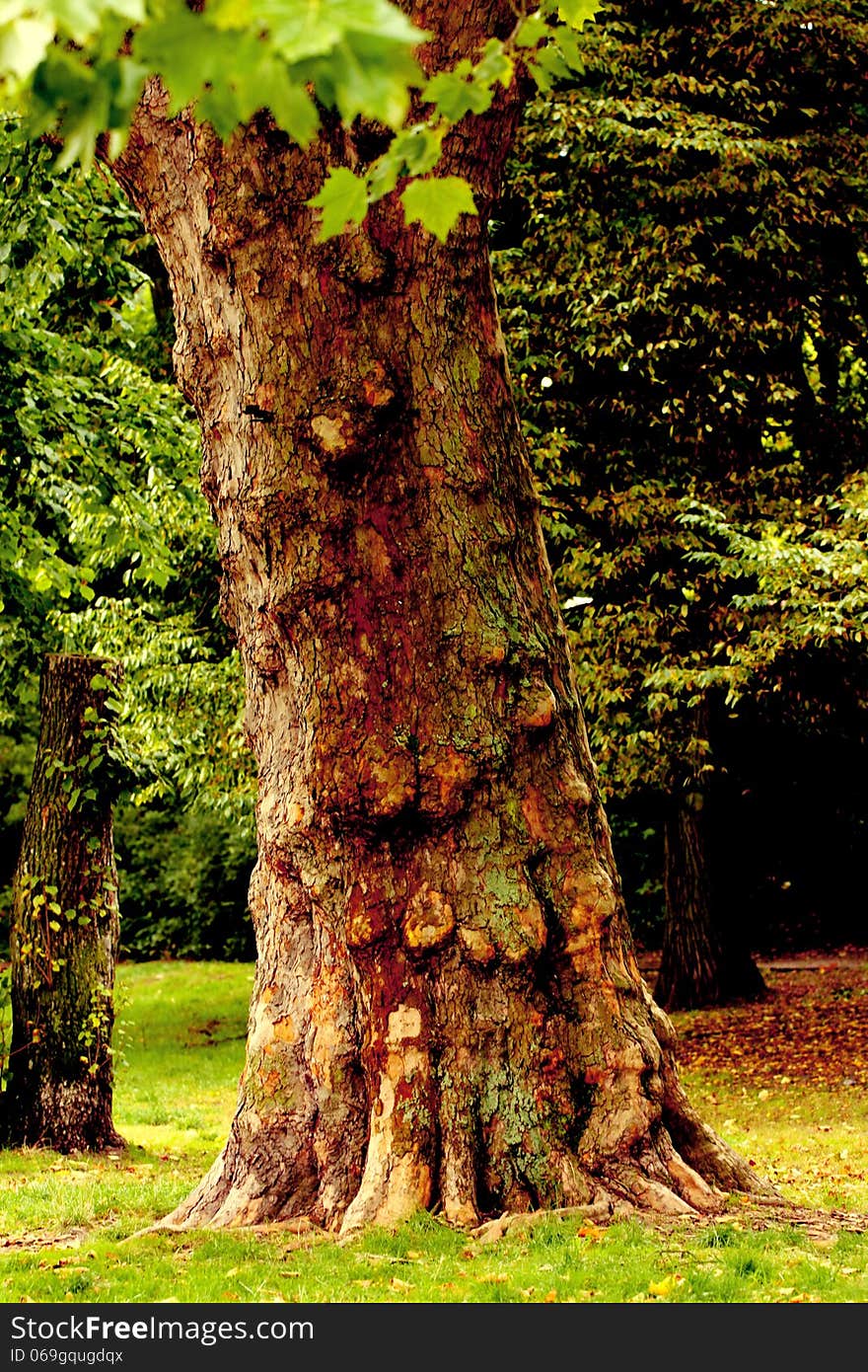 A wonderful old tree in the park. A wonderful old tree in the park