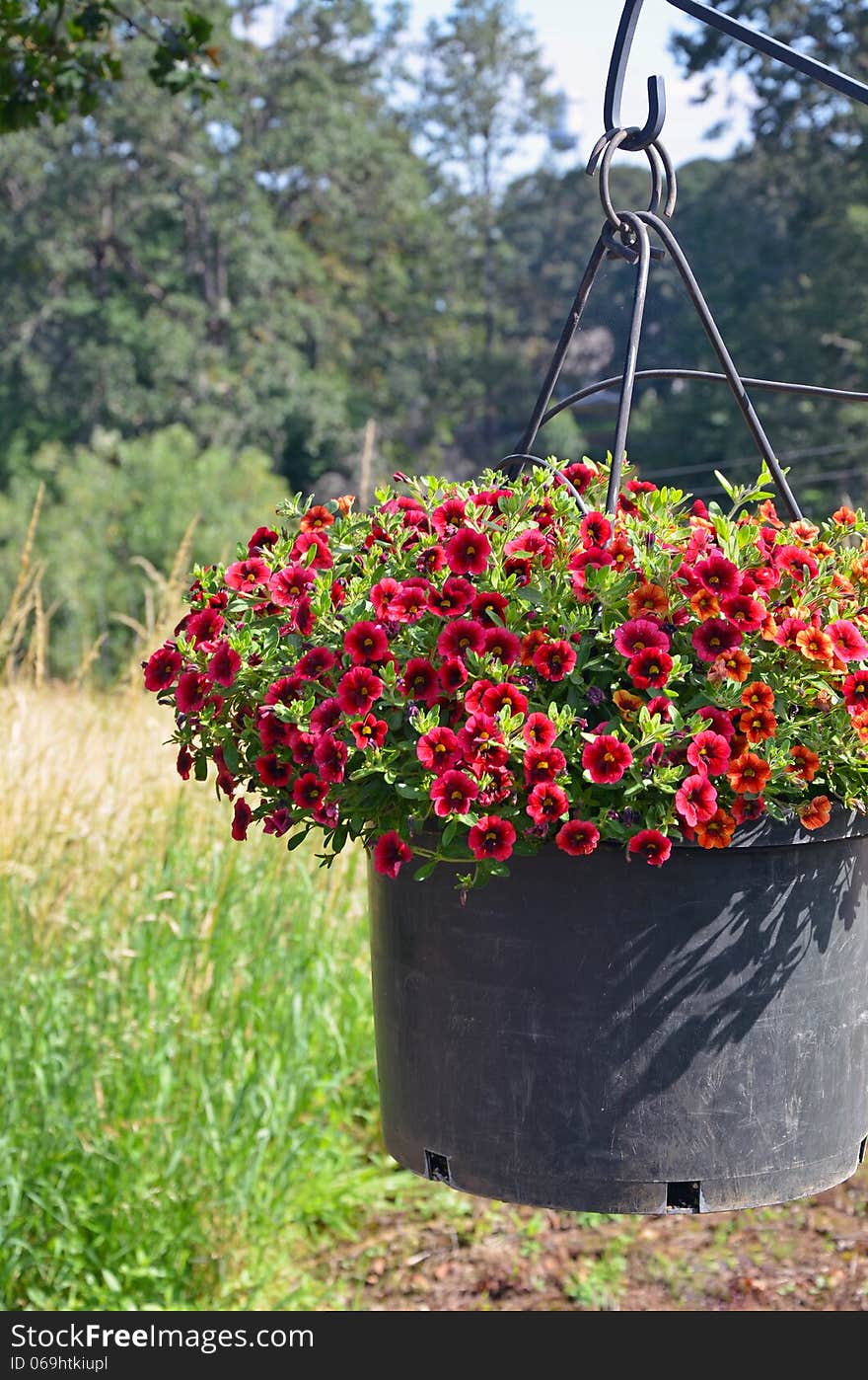 Red Petunia Flower Planter