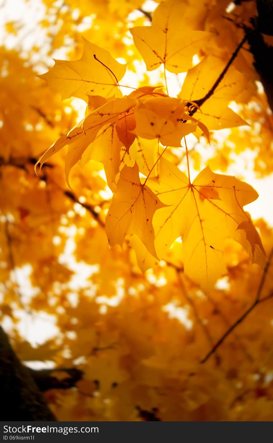 Autumn leaves on a sunny day photo