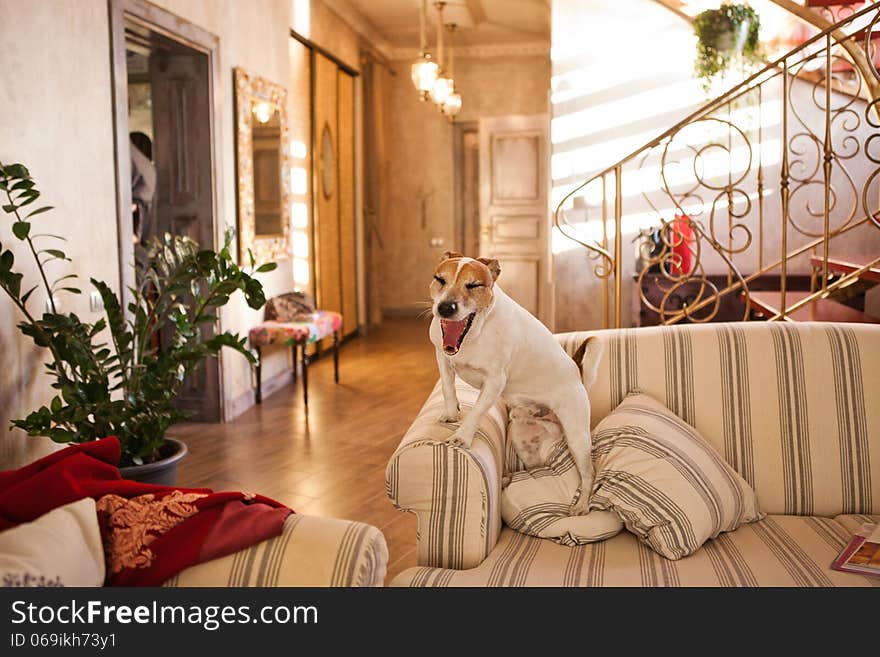 Jack Russell Terrier on a sofa indoor. Jack Russell Terrier on a sofa indoor