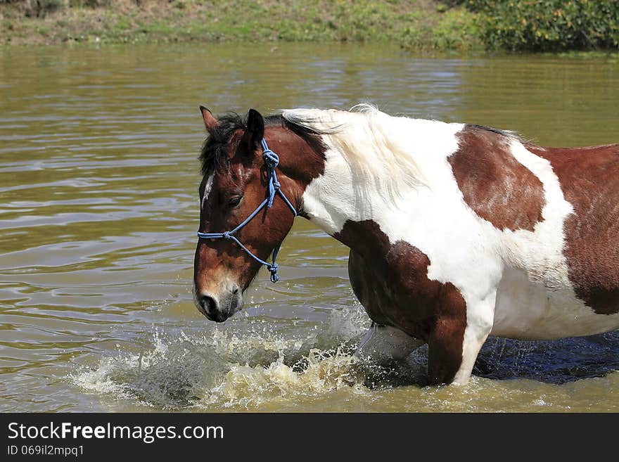 Paint Horse swimming in small dam in South Africa. Paint Horse swimming in small dam in South Africa