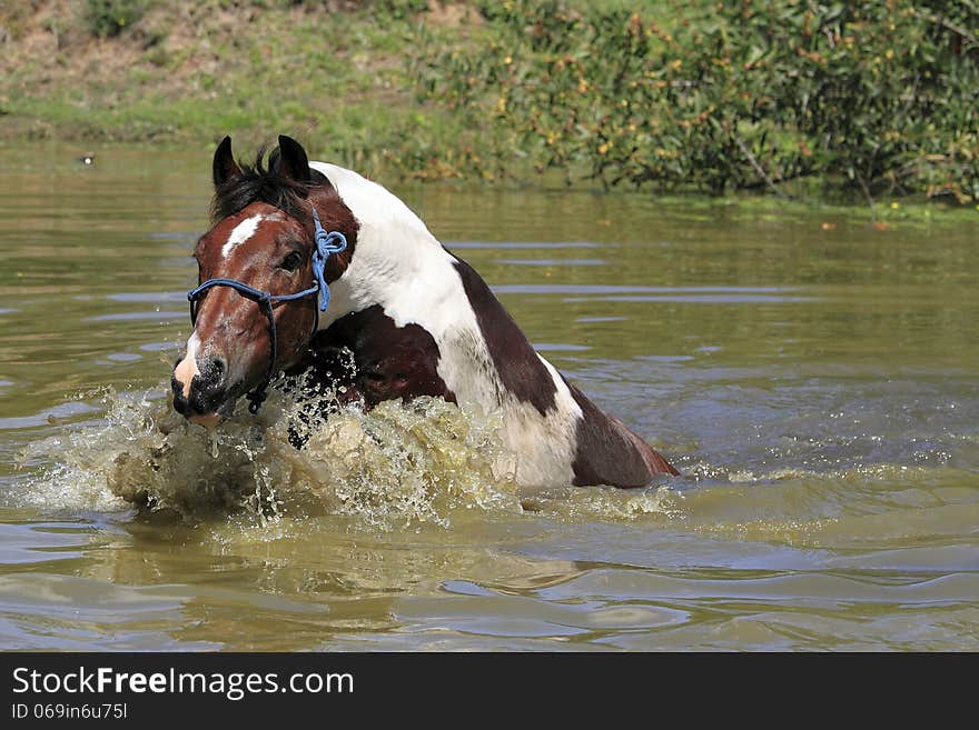 Paint Horse swimming in dam