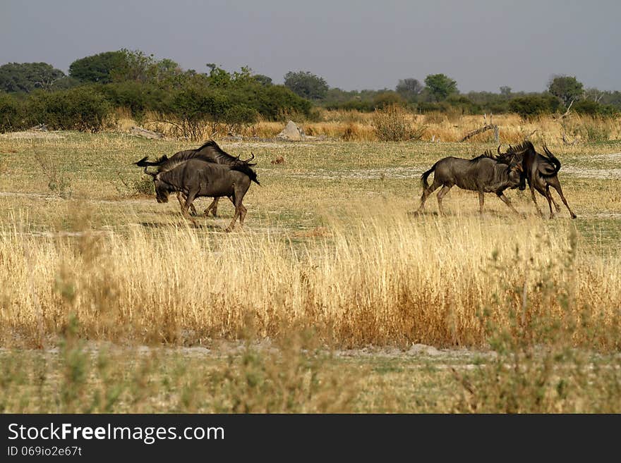 Blue Wildebeest Rutting