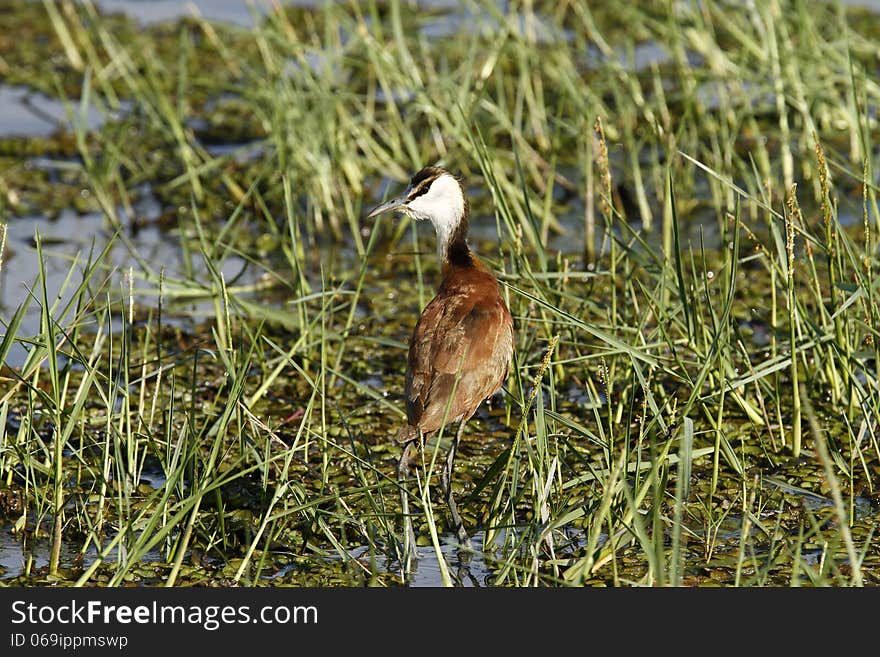 Actophilornis africanus are waders in the Jacanidae family, identifiable by long toes & claws that enable them to walk on floating vegetation. Actophilornis africanus are waders in the Jacanidae family, identifiable by long toes & claws that enable them to walk on floating vegetation.