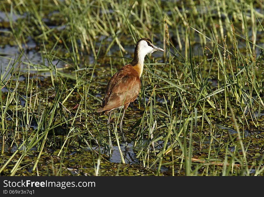 The African Jacana can walk on floating vegetation in the water, this species are found world wide. The African Jacana can walk on floating vegetation in the water, this species are found world wide.