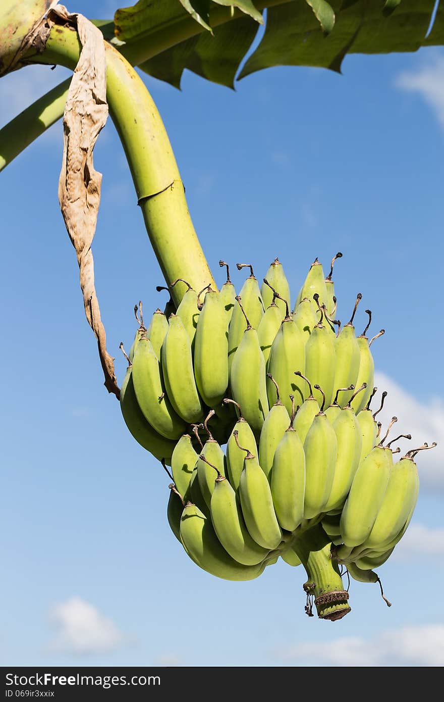 Unripe banana bunch on blue sky background