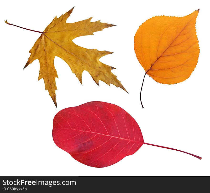 Fall leaves on a white background