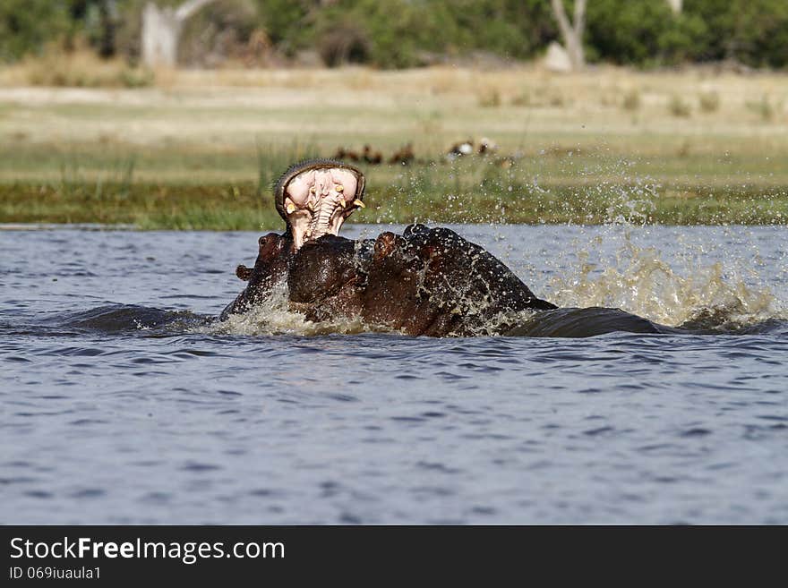 River Horses