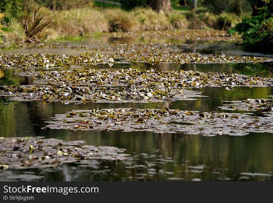 A small pond full of green pond plants.