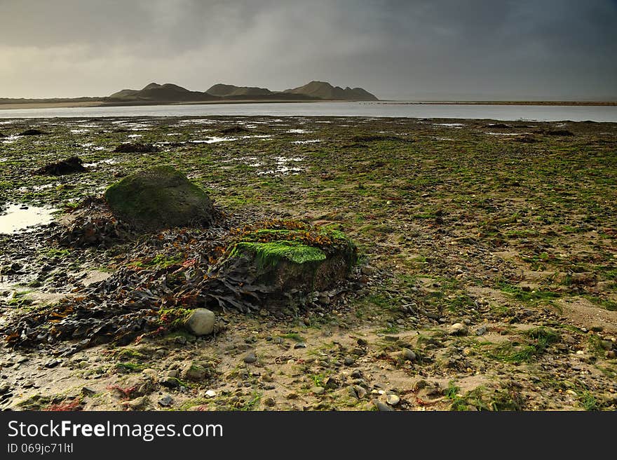 Seaweed on a Beach