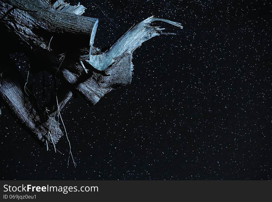 A tree branch with beautiful clear night sky in the background.