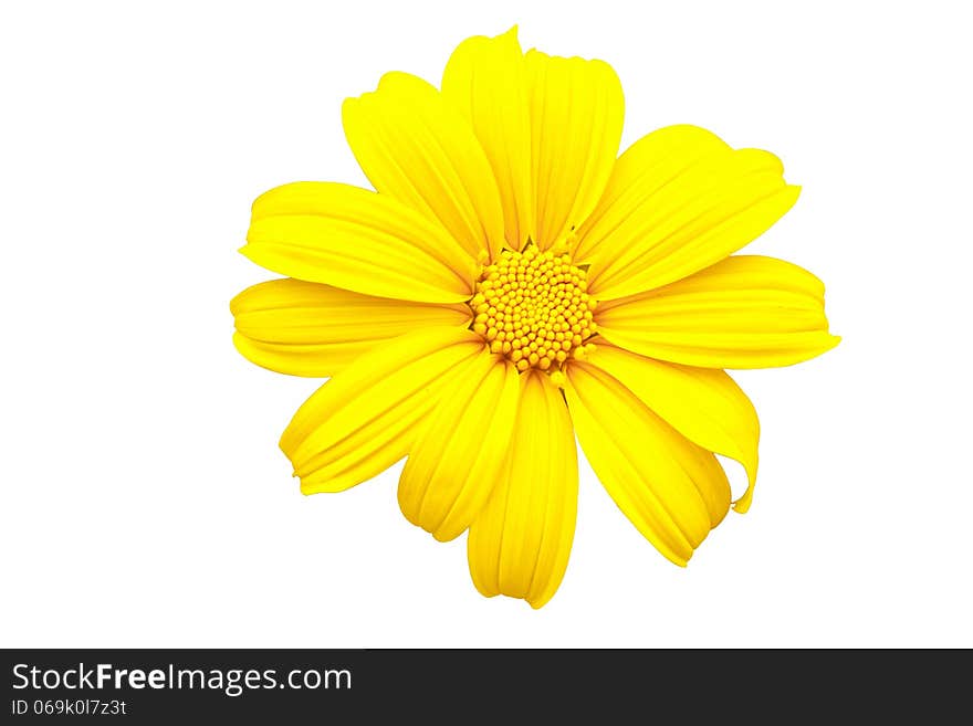 Close up Mexican Sunflower Weed isolated on white background