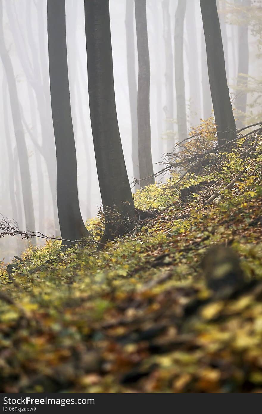 Detail of a foggy Autumn forest