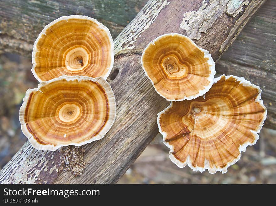 Mushrooms growing on a live tree in the forest. Mushrooms growing on a live tree in the forest