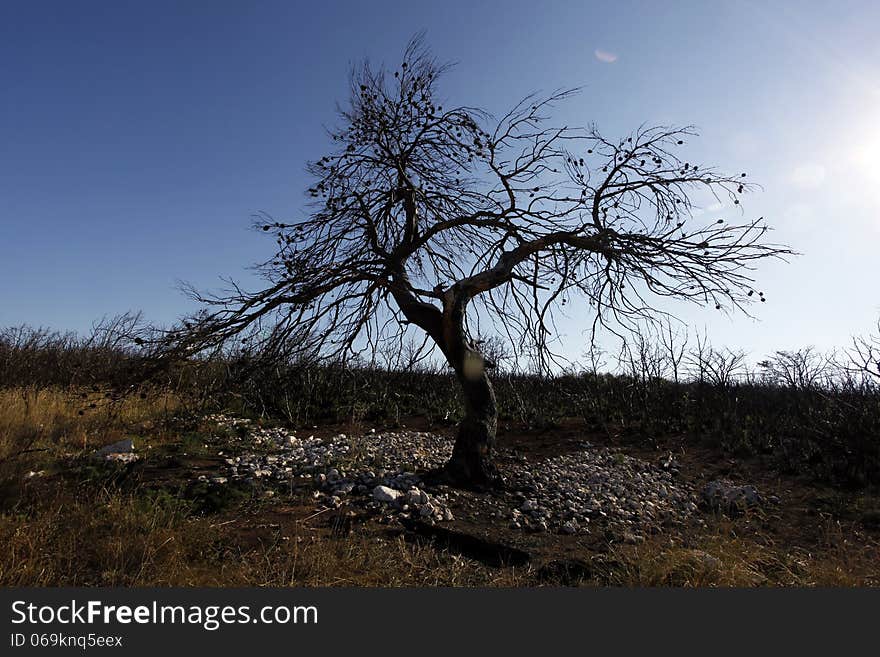 Forest after fire with burned trees andbush. Forest after fire with burned trees andbush