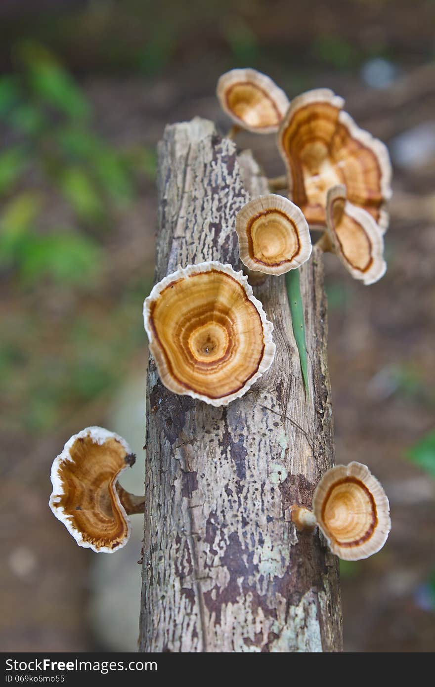 Mushrooms growing on a live tree in the forest. Mushrooms growing on a live tree in the forest