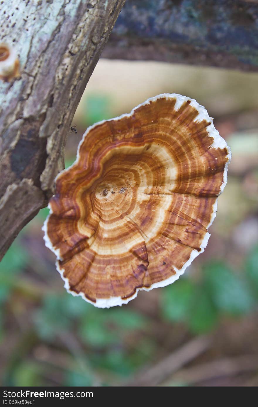 Mushrooms in forest