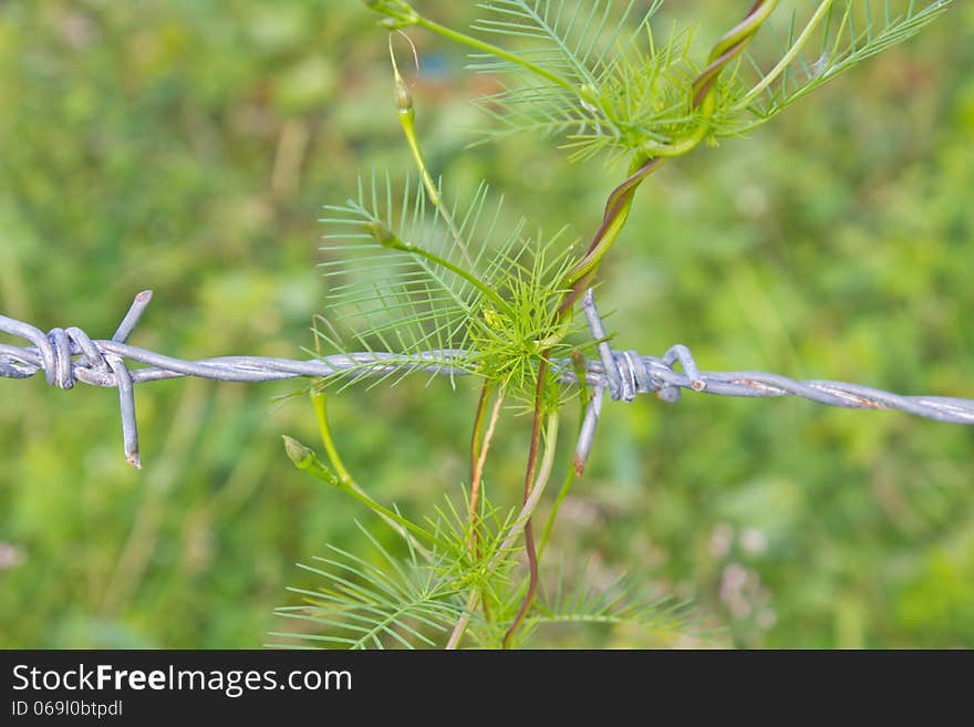 Abstract nature, climbing plant grows over barbed wire