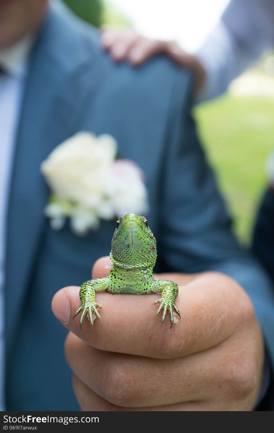 Green lizard in the man's hand