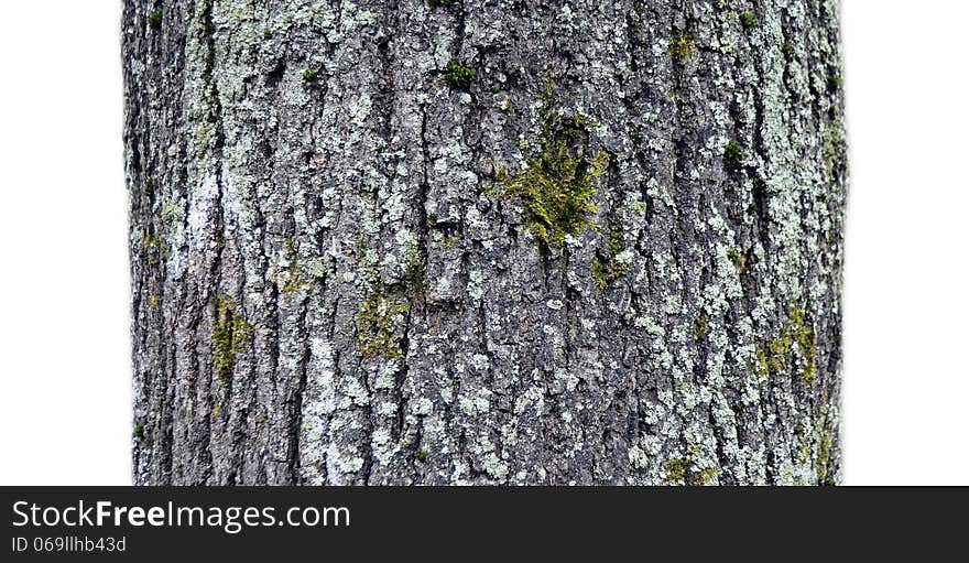 A fragment of old tree on a white background