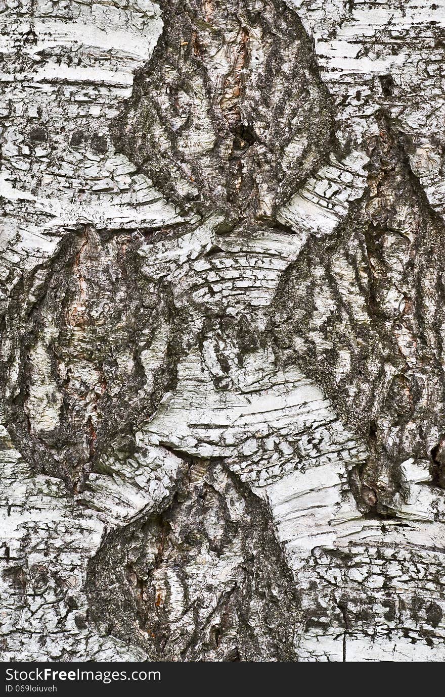 Texture of bark of old birch