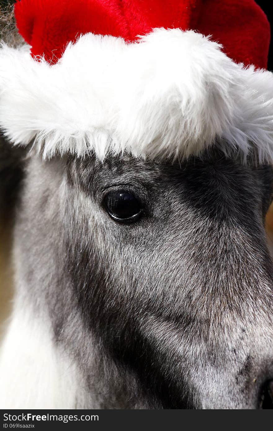 Miniature Stallion Horse with Christmas hat, focus on the eye