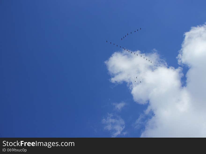 Blue sky, clouds and a wedge of migratory birds