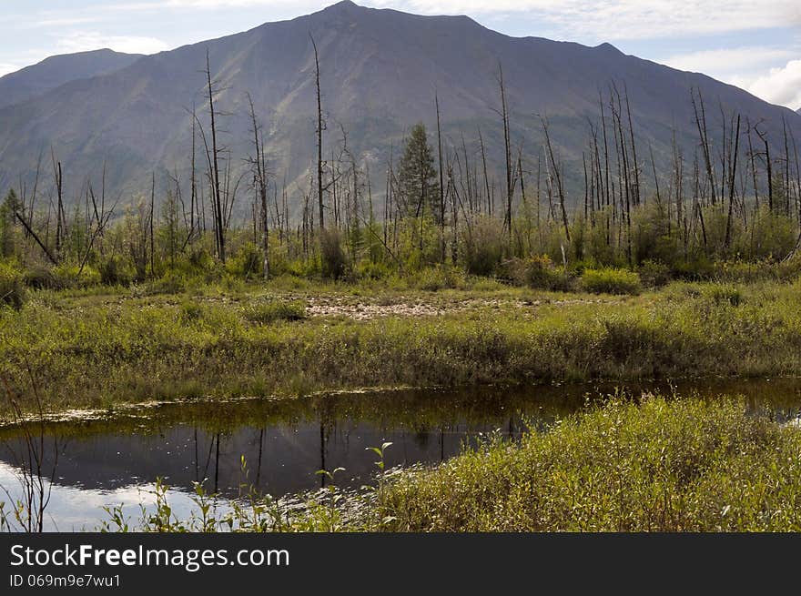 Landscape marshy floodplain of the river.