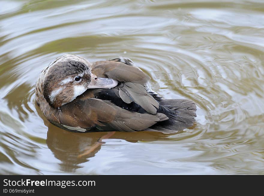 Cute duck