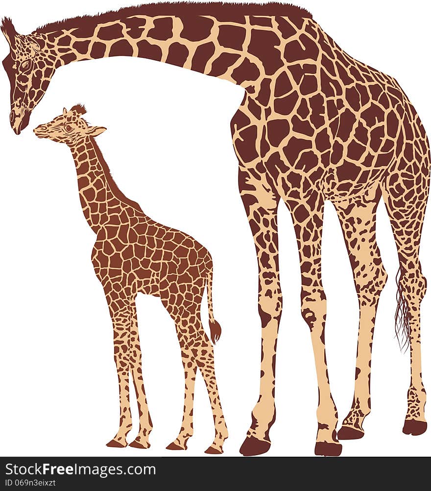 Vector illustration of mother and young giraffe. Vector illustration of mother and young giraffe