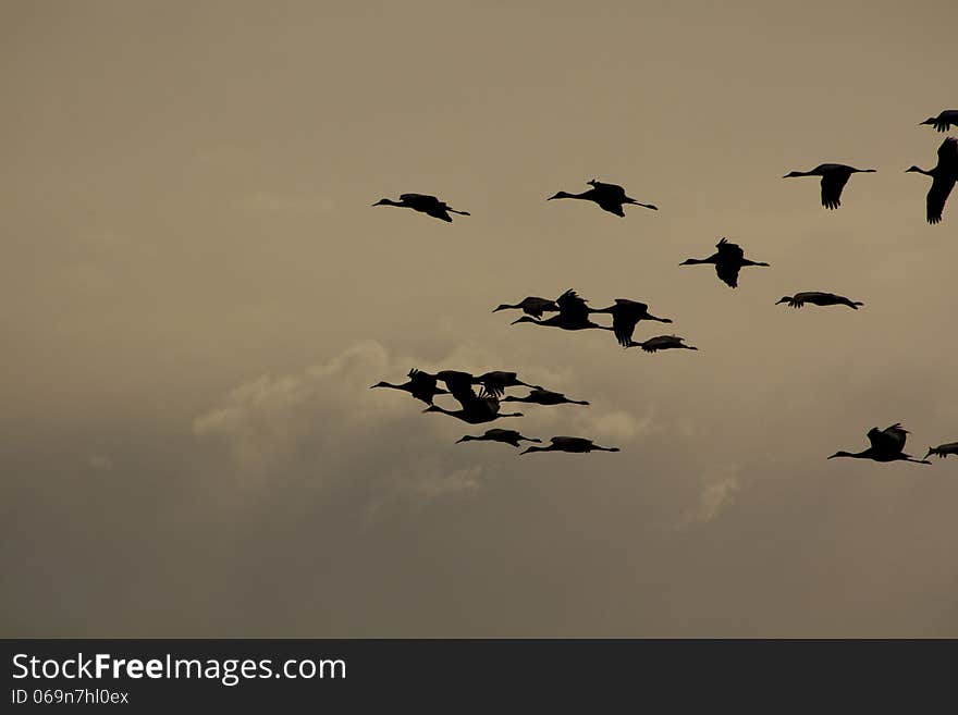 Sandhill cranes in their nesting grounds