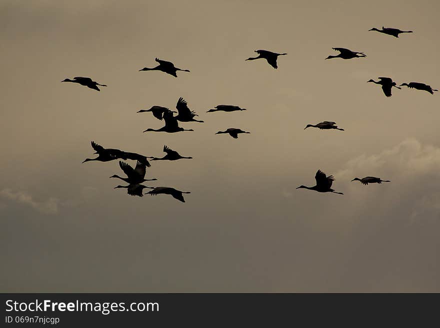 Sandhill cranes in their nesting grounds