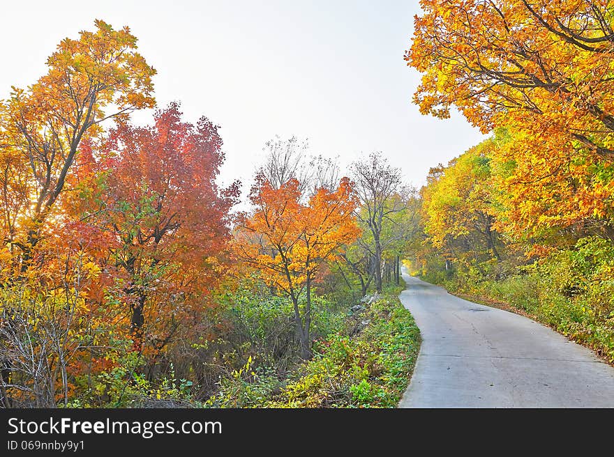 The golden leaves and winding path