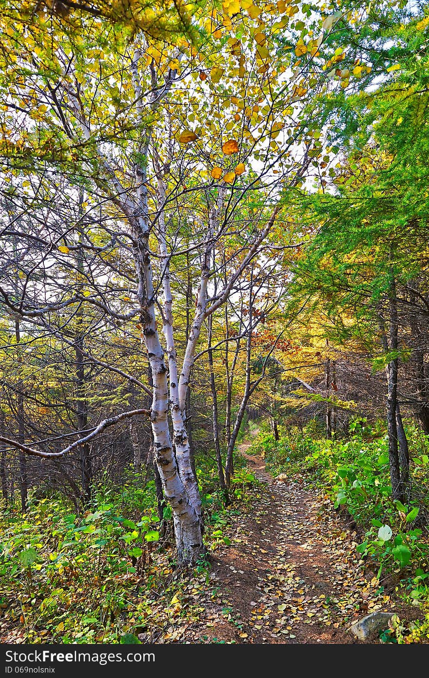 The white birch and path _ autumnal scenery