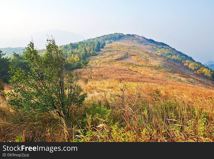 The high autumn mountain meadow