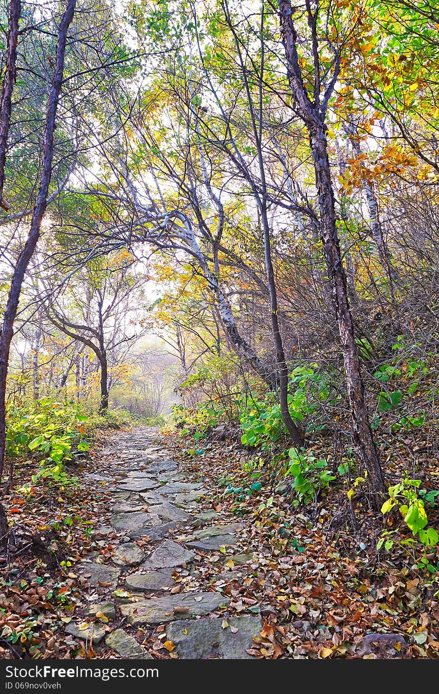 The fallen leaves and gobbet path _ autumnal scene