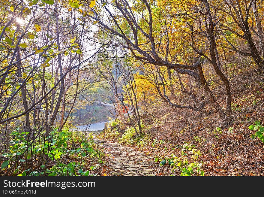 The fallen golden leaves _ autumnal scenery