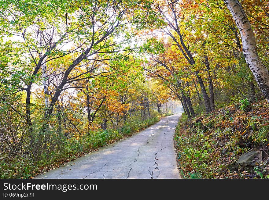 The autumn trees and path autumnal scenery