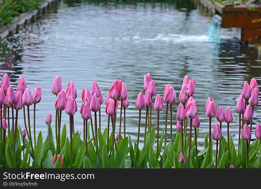 Pink Spring Tulips