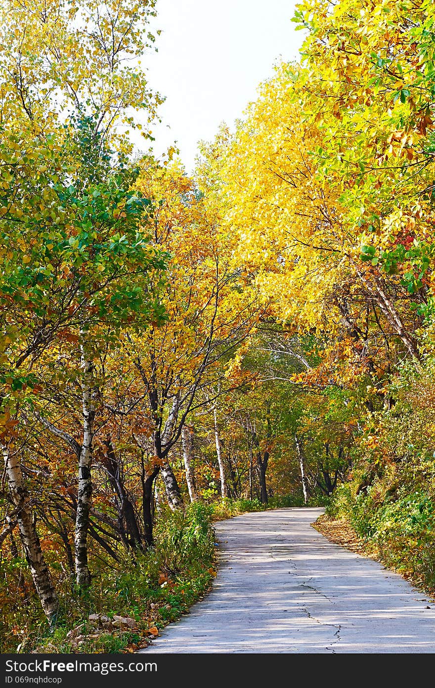 The quiet forest _ autumnal scenery