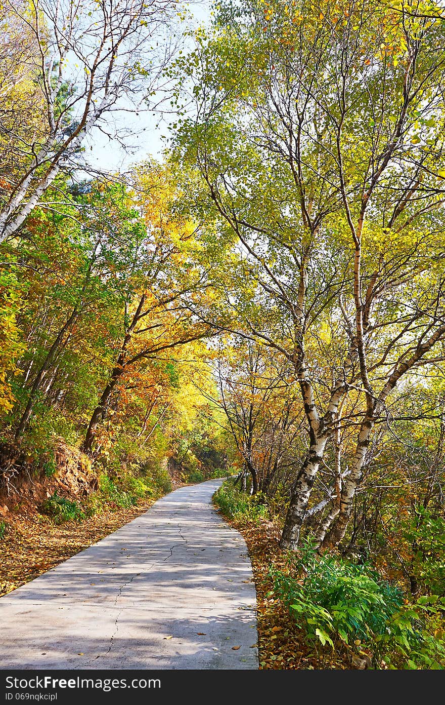 The quiet forest path _ autumnal scenery