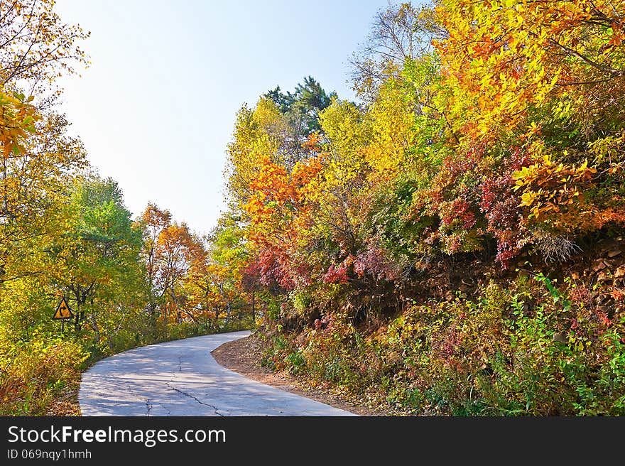 The colourful leaves path _ autumnal scenery