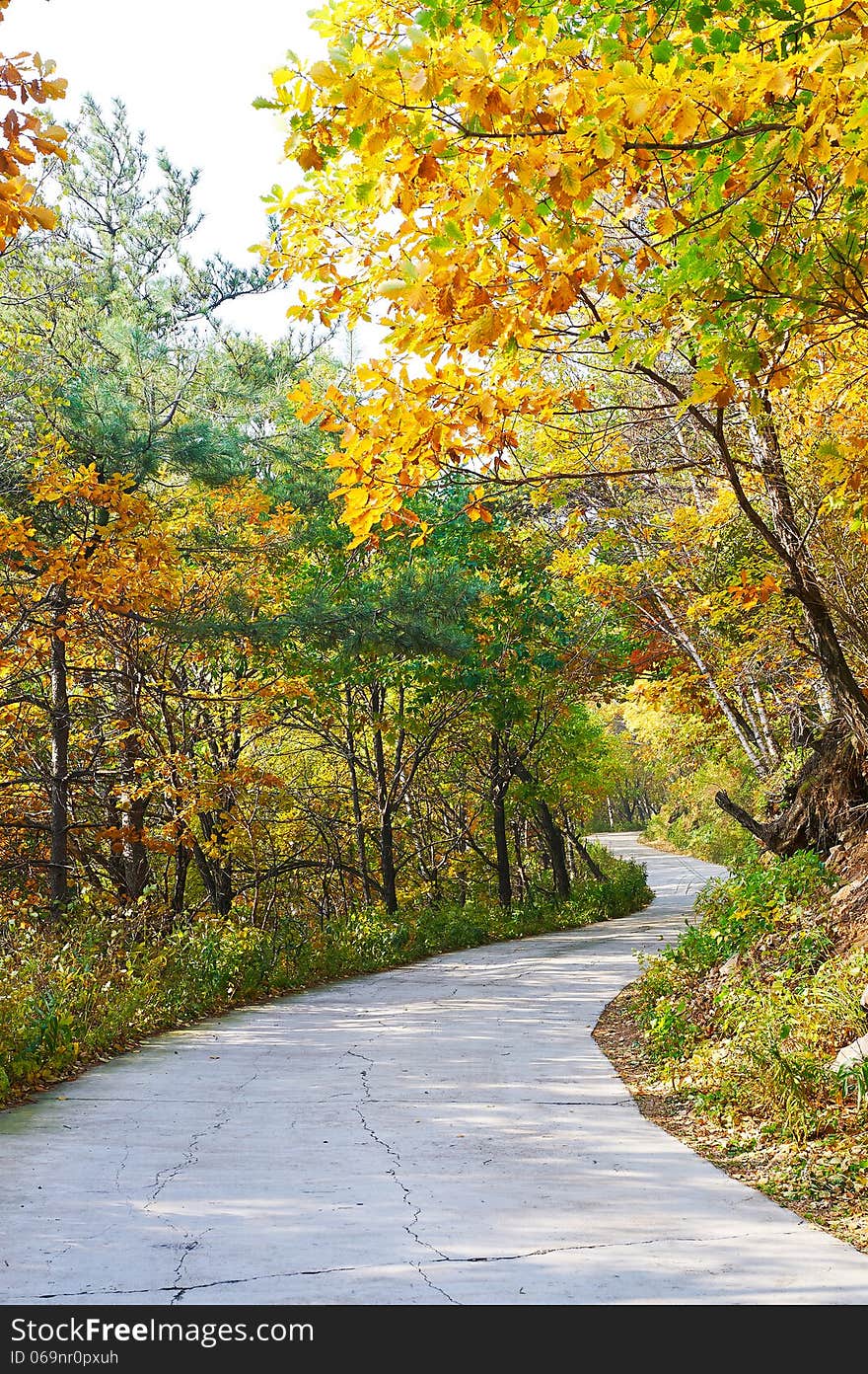 In twists and turns path _ autumnal scenery